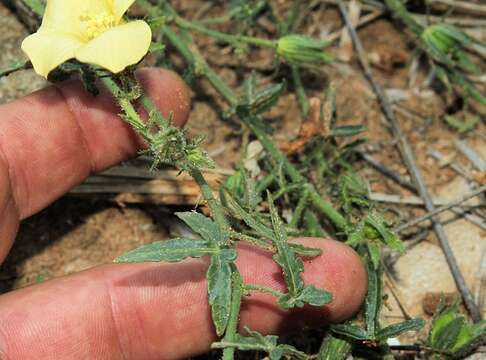 Image of Hibiscus palmatus Forsk.