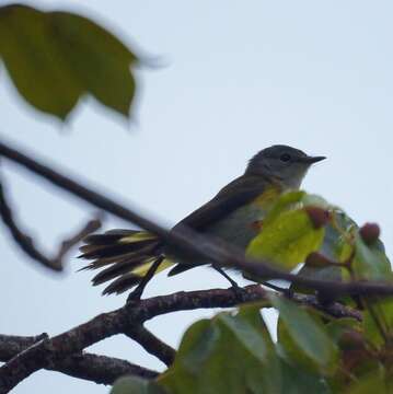 Image of American Redstart