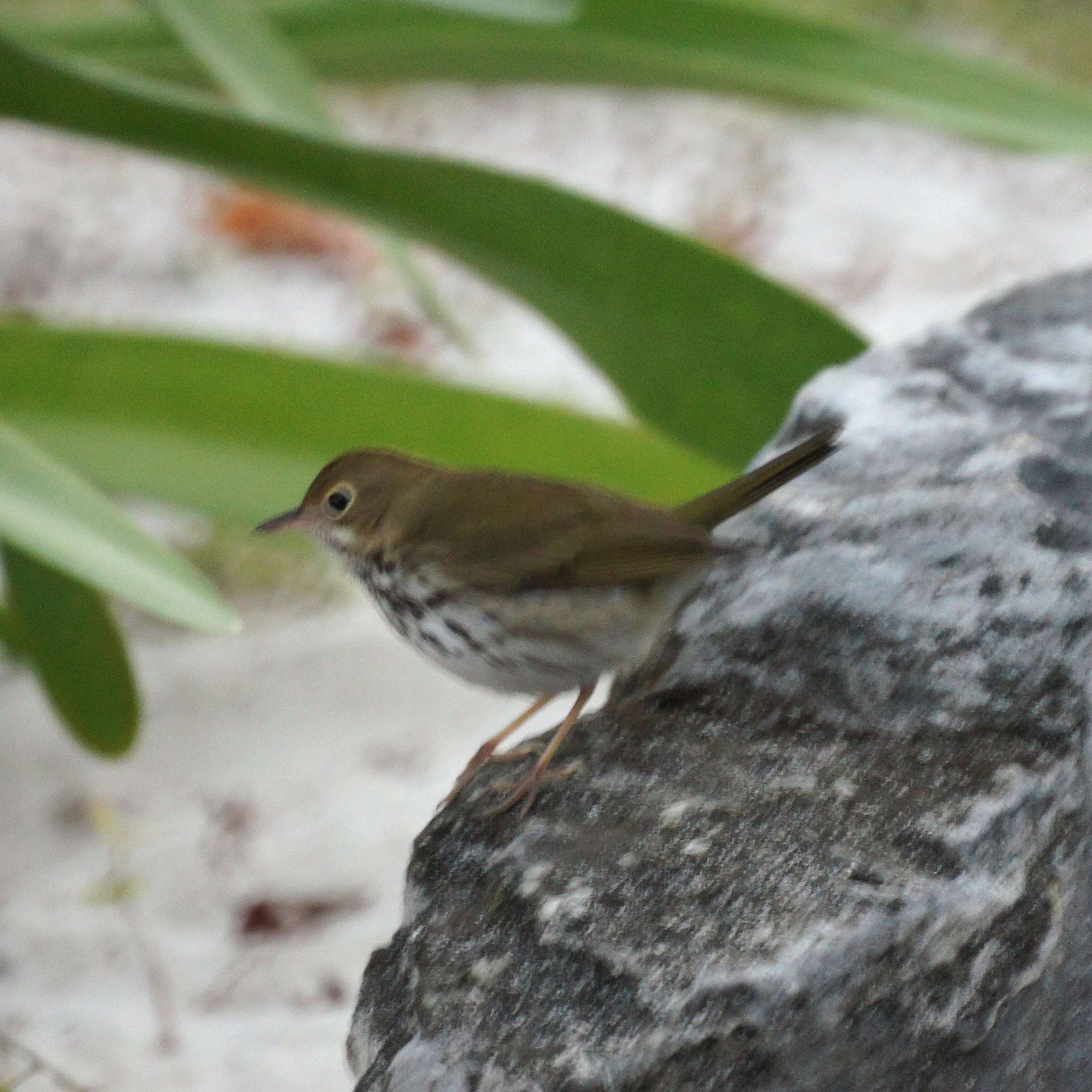 Image of Seiurus Swainson 1827