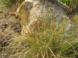 Image of Coleochloa