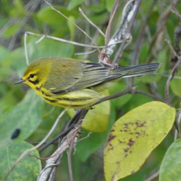 Image of Prairie Warbler