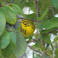 Setophaga discolor (Vieillot 1809) resmi