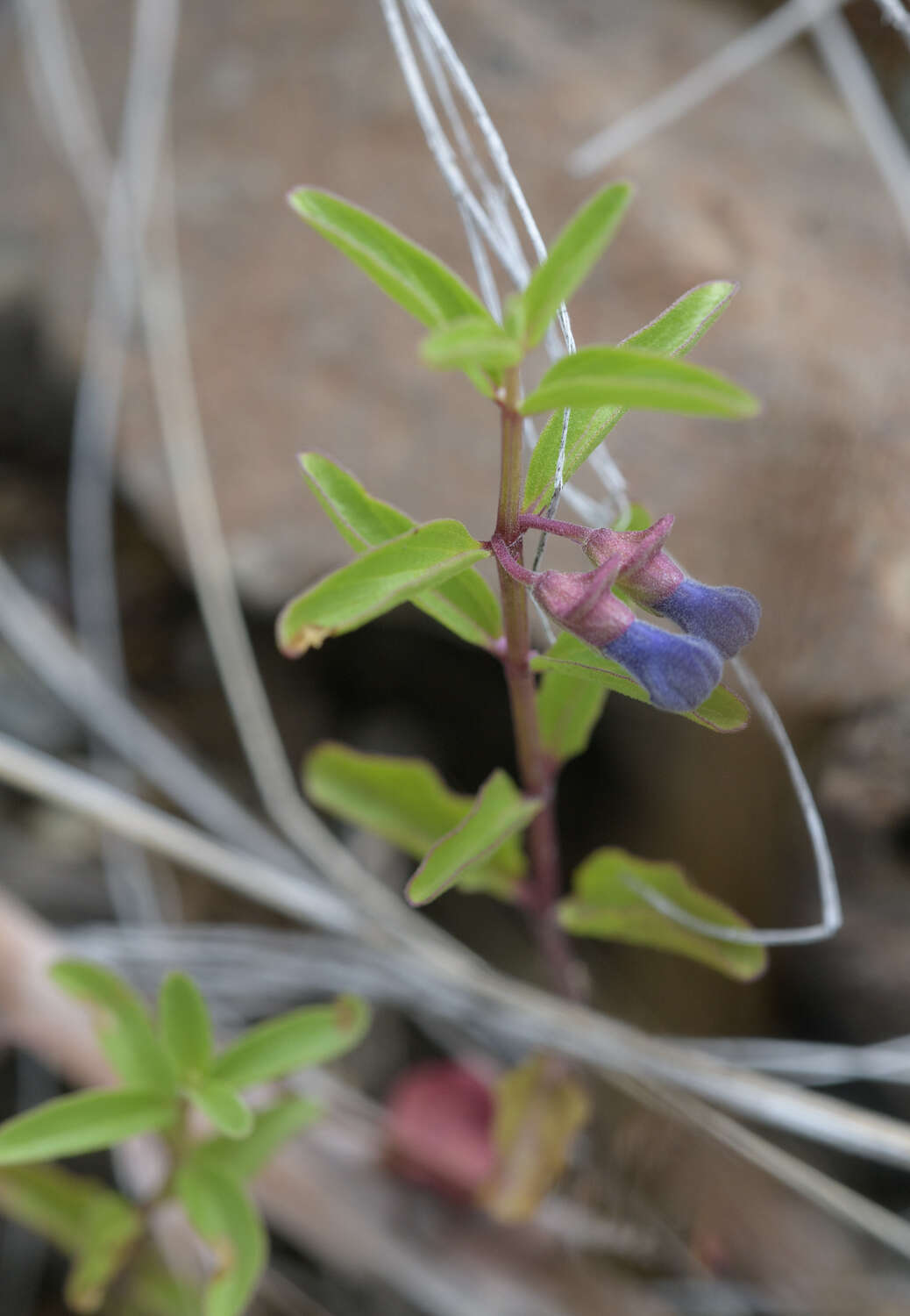 Image of narrowleaf skullcap