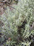 Image of Helichrysum italicum subsp. italicum