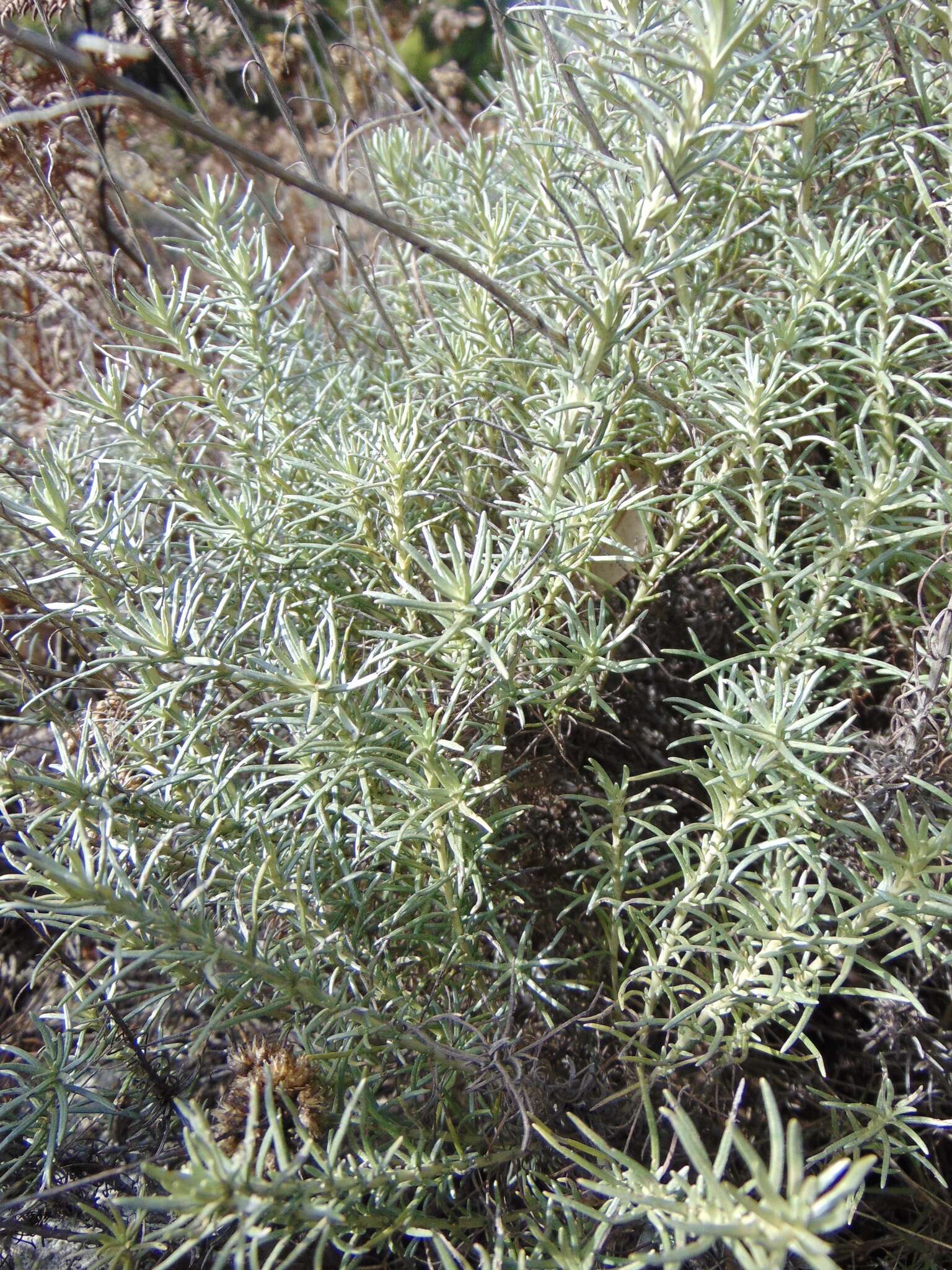 Imagem de Helichrysum italicum subsp. italicum