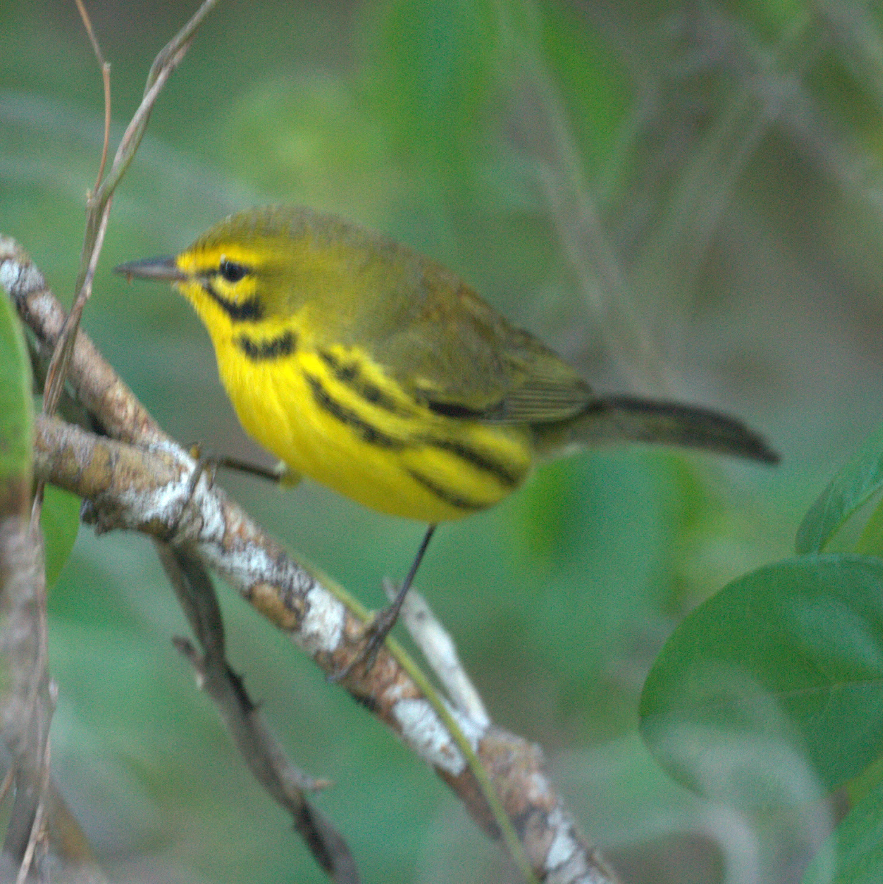 Setophaga discolor (Vieillot 1809) resmi