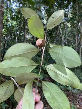 Image of Eugenia ochracea Valdemarin & Mazine