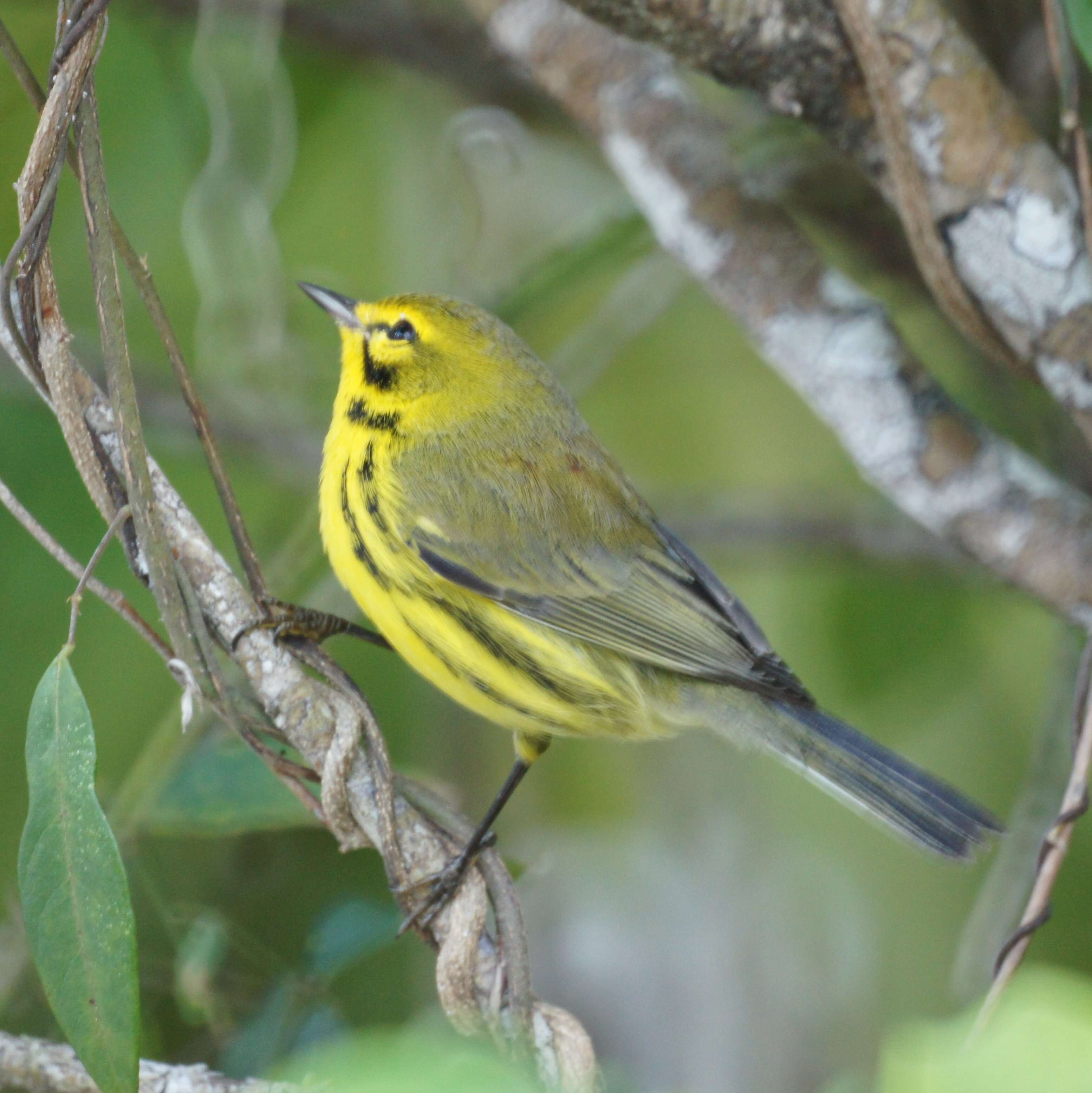 Setophaga discolor (Vieillot 1809) resmi