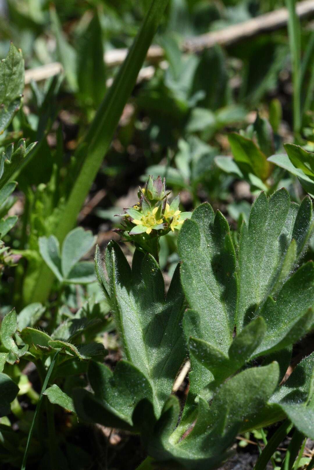 Imagem de Sibbaldia procumbens L.