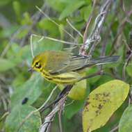 Setophaga discolor (Vieillot 1809) resmi