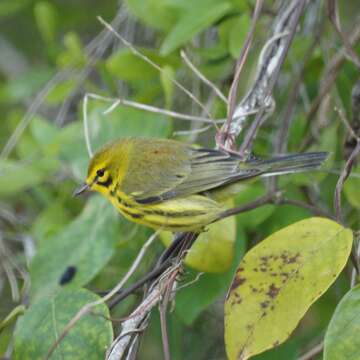 Setophaga discolor (Vieillot 1809) resmi