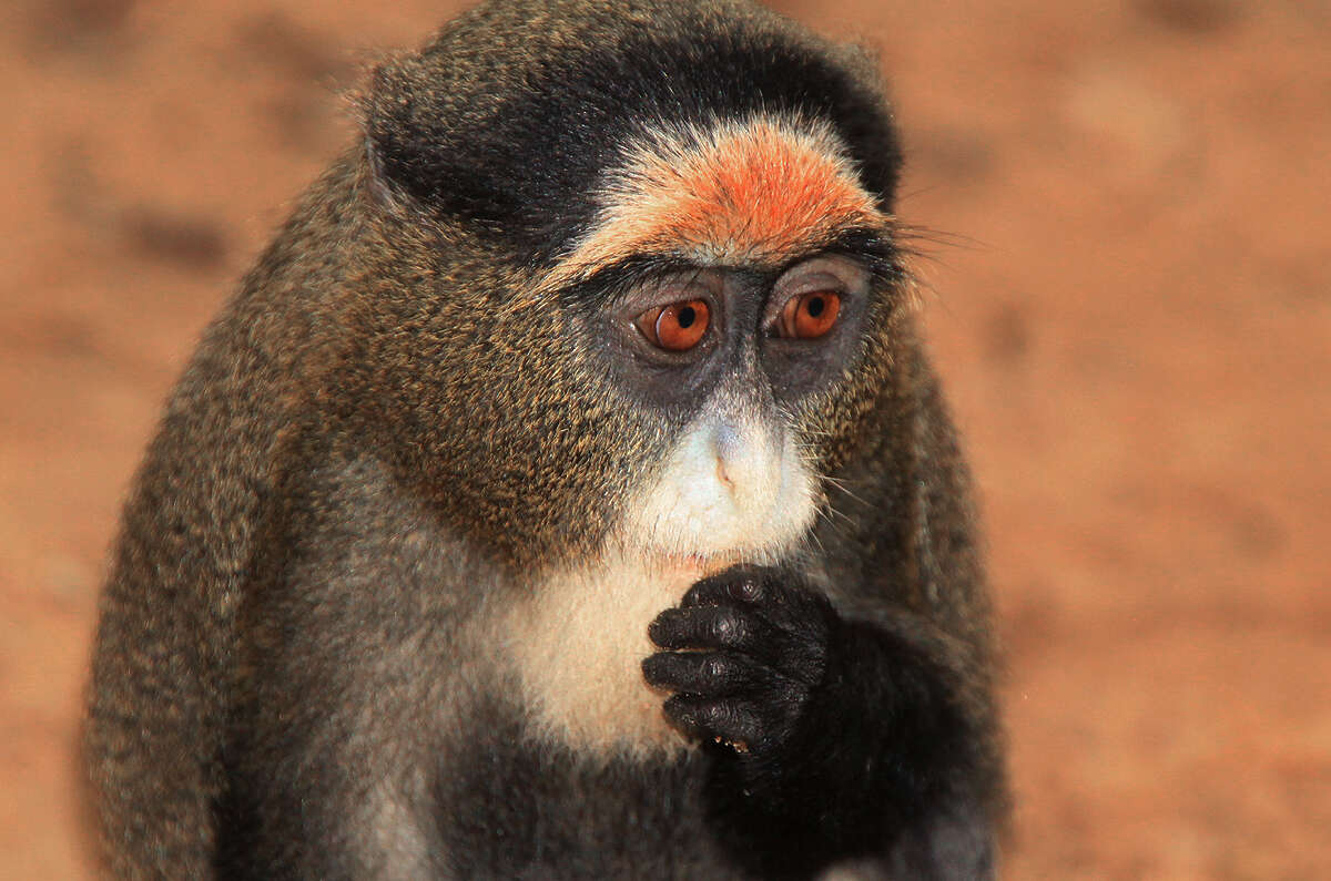 Image of De Brazza's Guenon