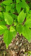 Image of golden mock orange