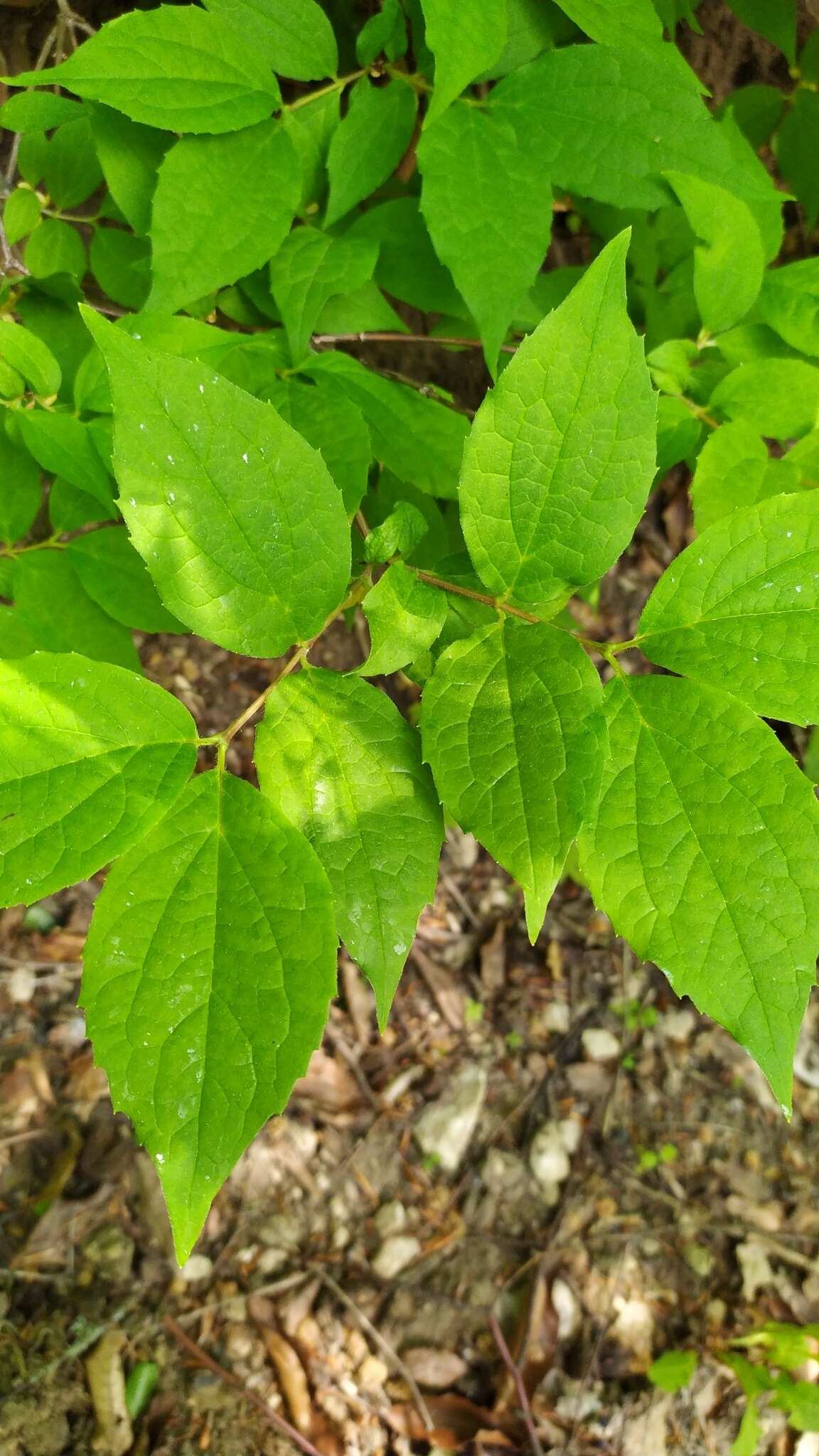 Image of golden mock orange