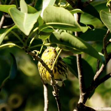 Image of Cape May Warbler