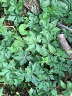 Image of Pacific Black-snakeroot