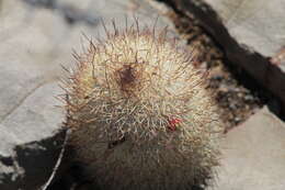 صورة Mammillaria pottsii Scheer ex Salm-Dyck