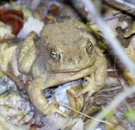 Image of southwestern toad