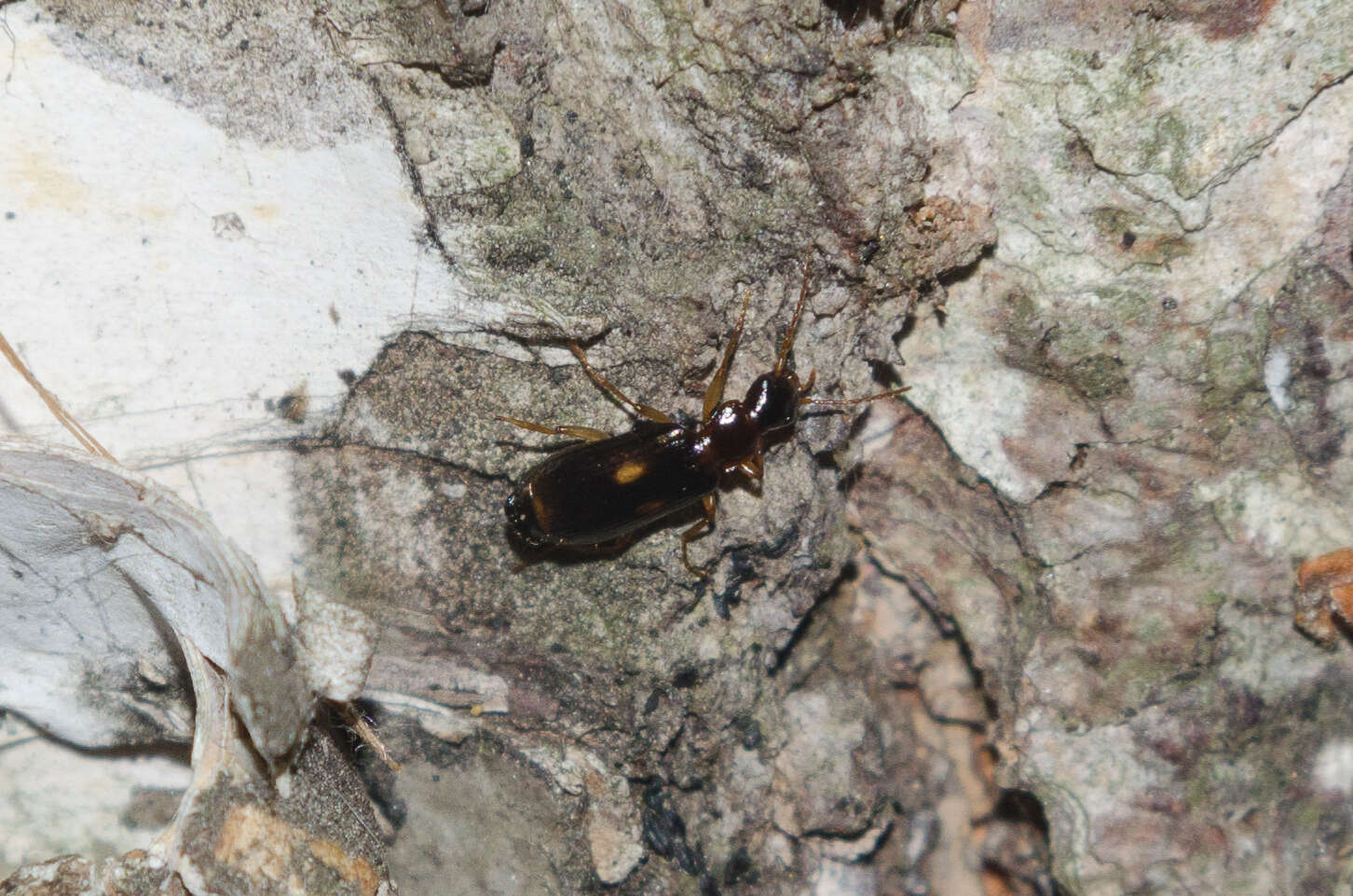 Слика од Dromius (Dromius) fenestratus (Fabricius 1794)