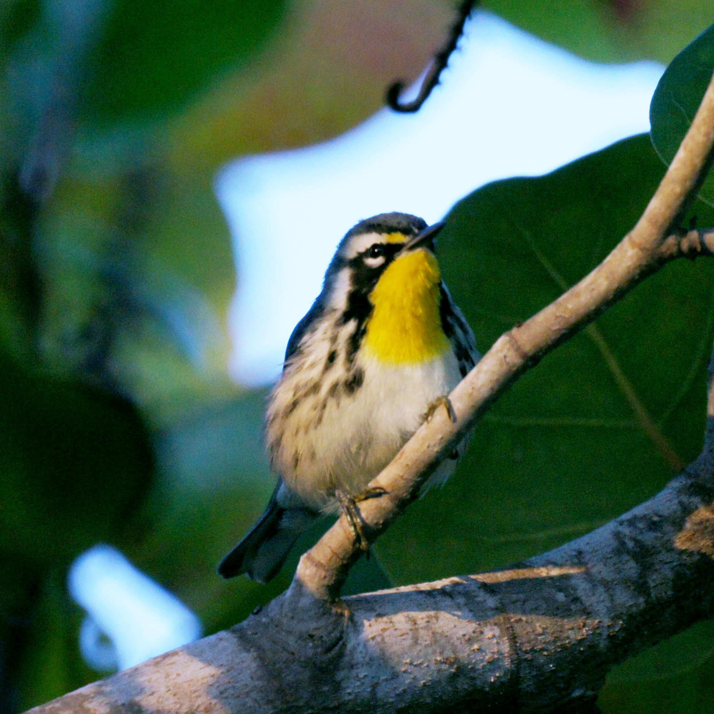 Setophaga dominica (Linnaeus 1766) resmi