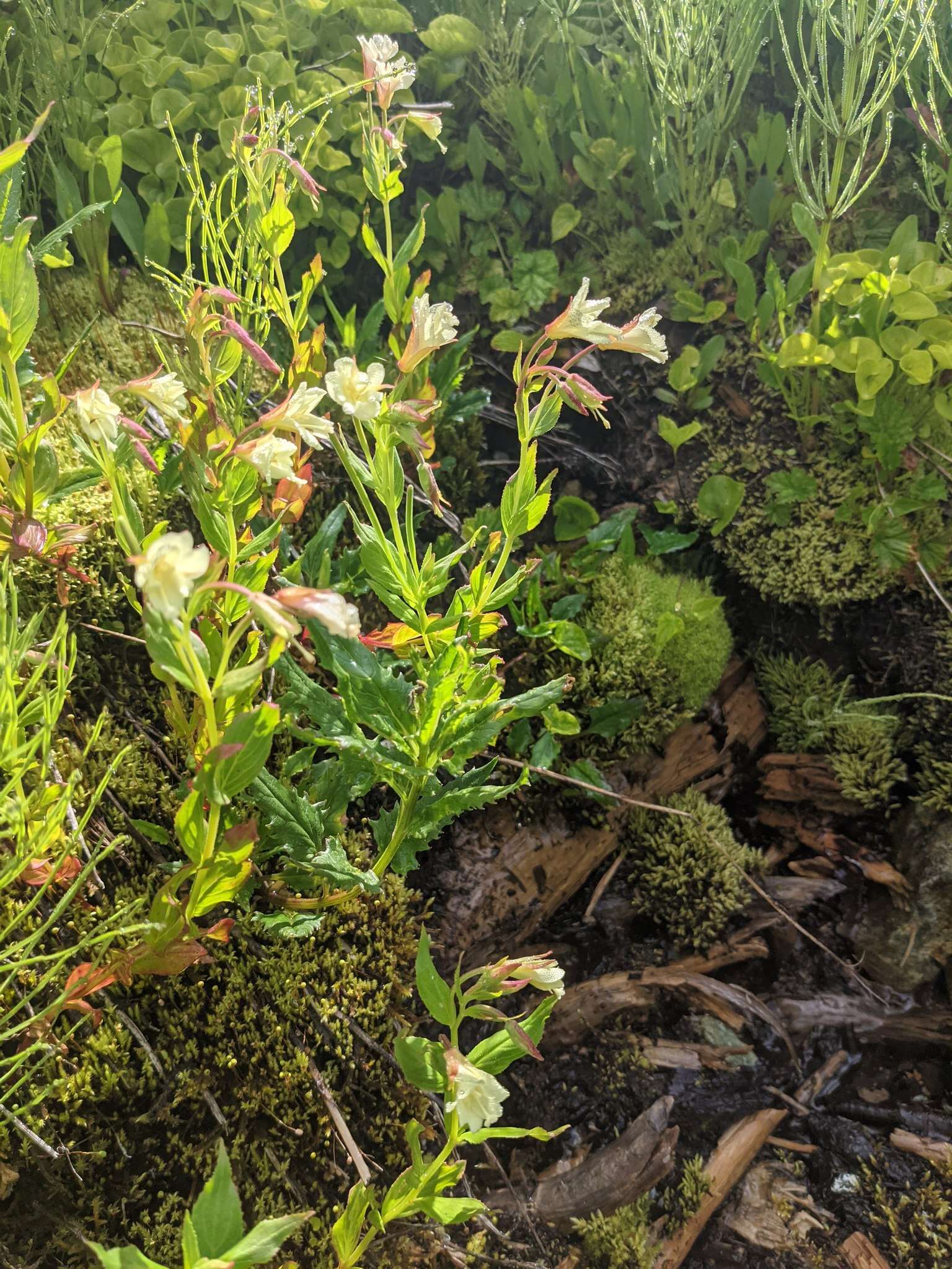 Epilobium luteum Pursh resmi