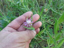 Image of feather-head knapweed