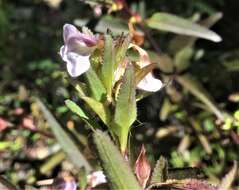 Image of sickletop lousewort