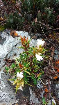 Image of Blepharis capensis (L. fil.) Pers.