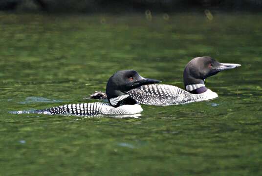 Image of loons