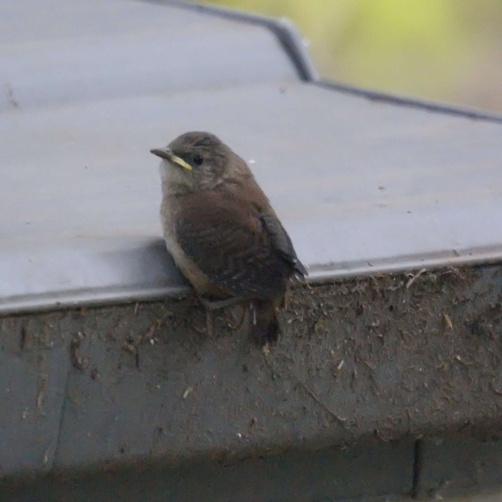 Image of House Wren