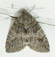 Image of Oak Winter Highflier