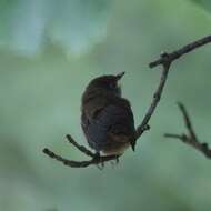 Image of House Wren