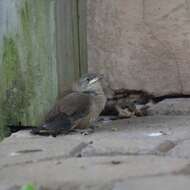 Image of House Wren