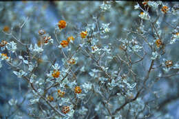 Image de Buddleja marrubiifolia Benth.