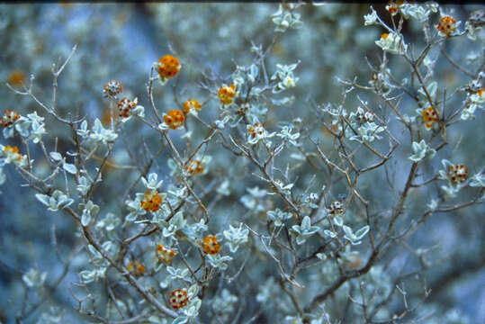 Image de Buddleja marrubiifolia Benth.