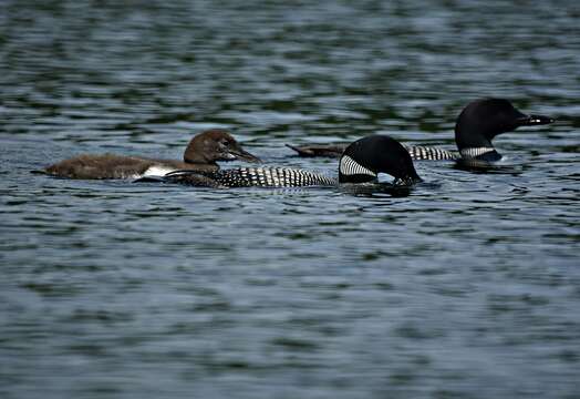 Image of loons