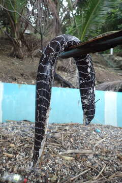 Image of Chain Moray Eel