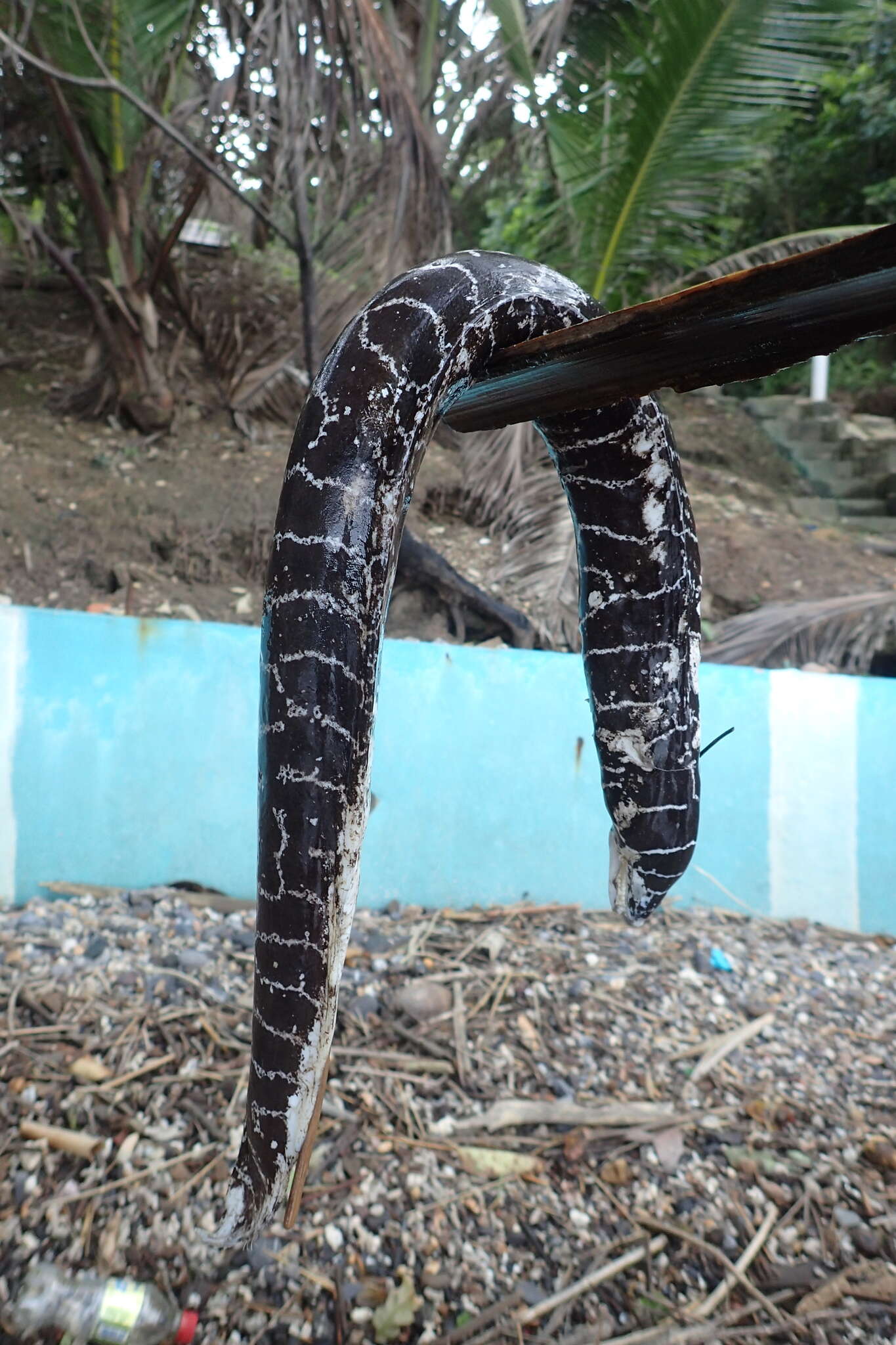 Image of Chain Moray Eel