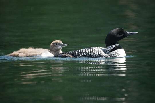 Image of loons