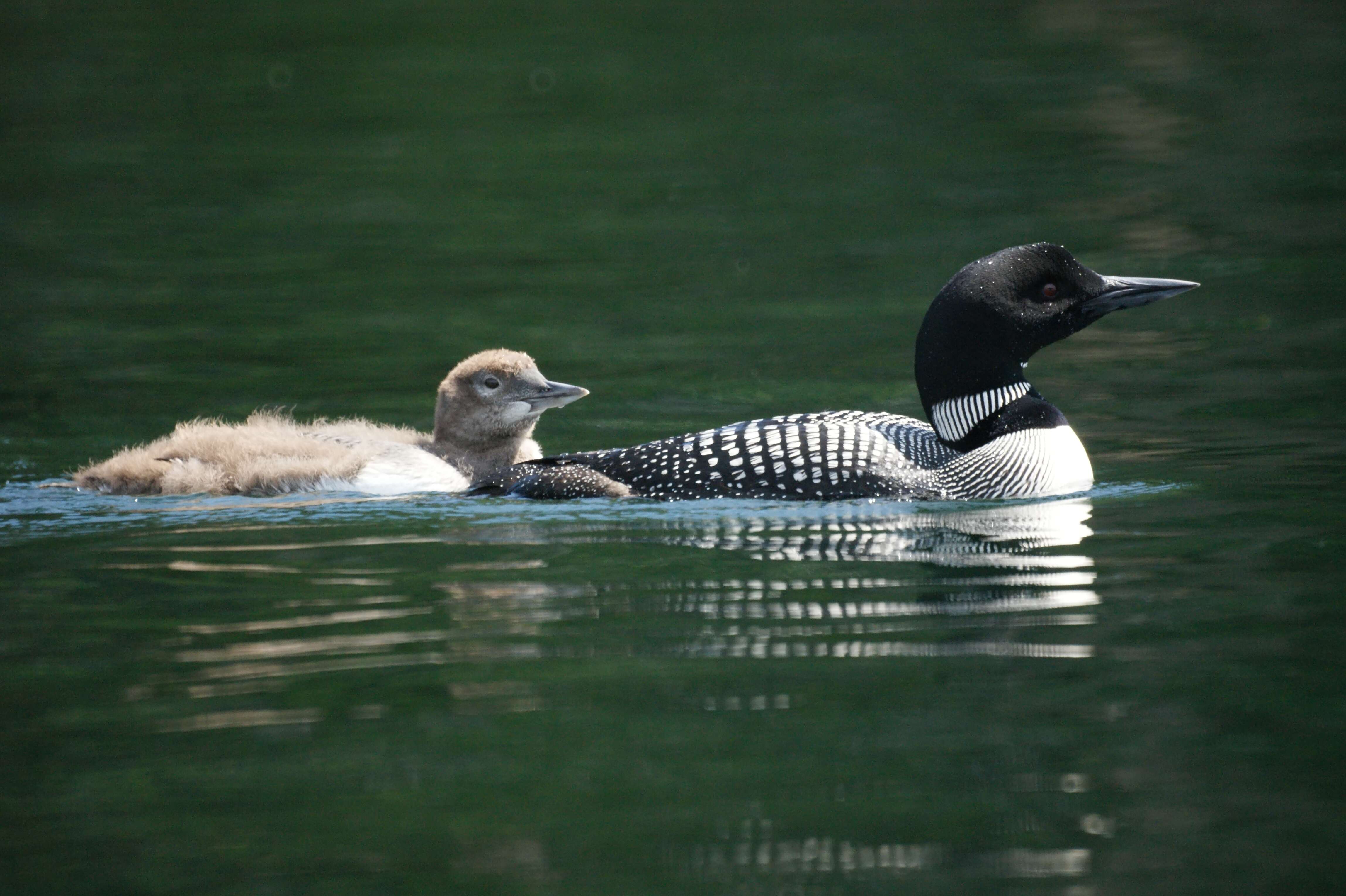 Image of loons