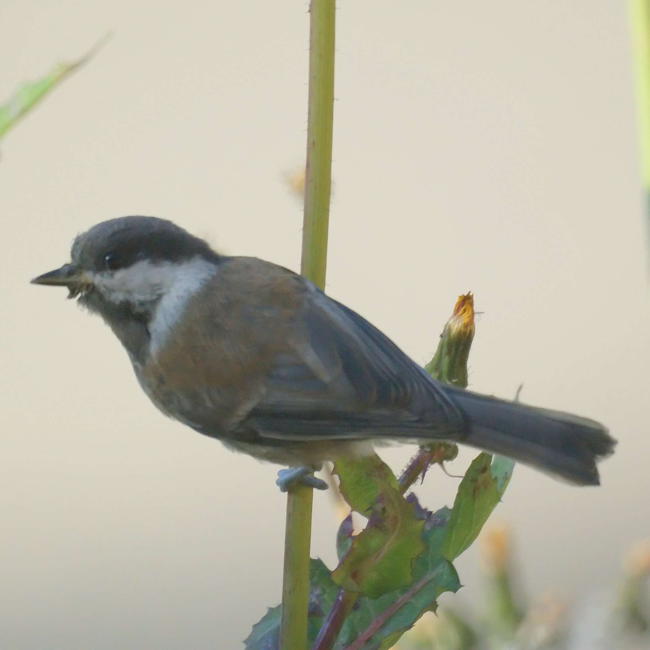 Слика од Poecile rufescens (Townsend & JK 1837)