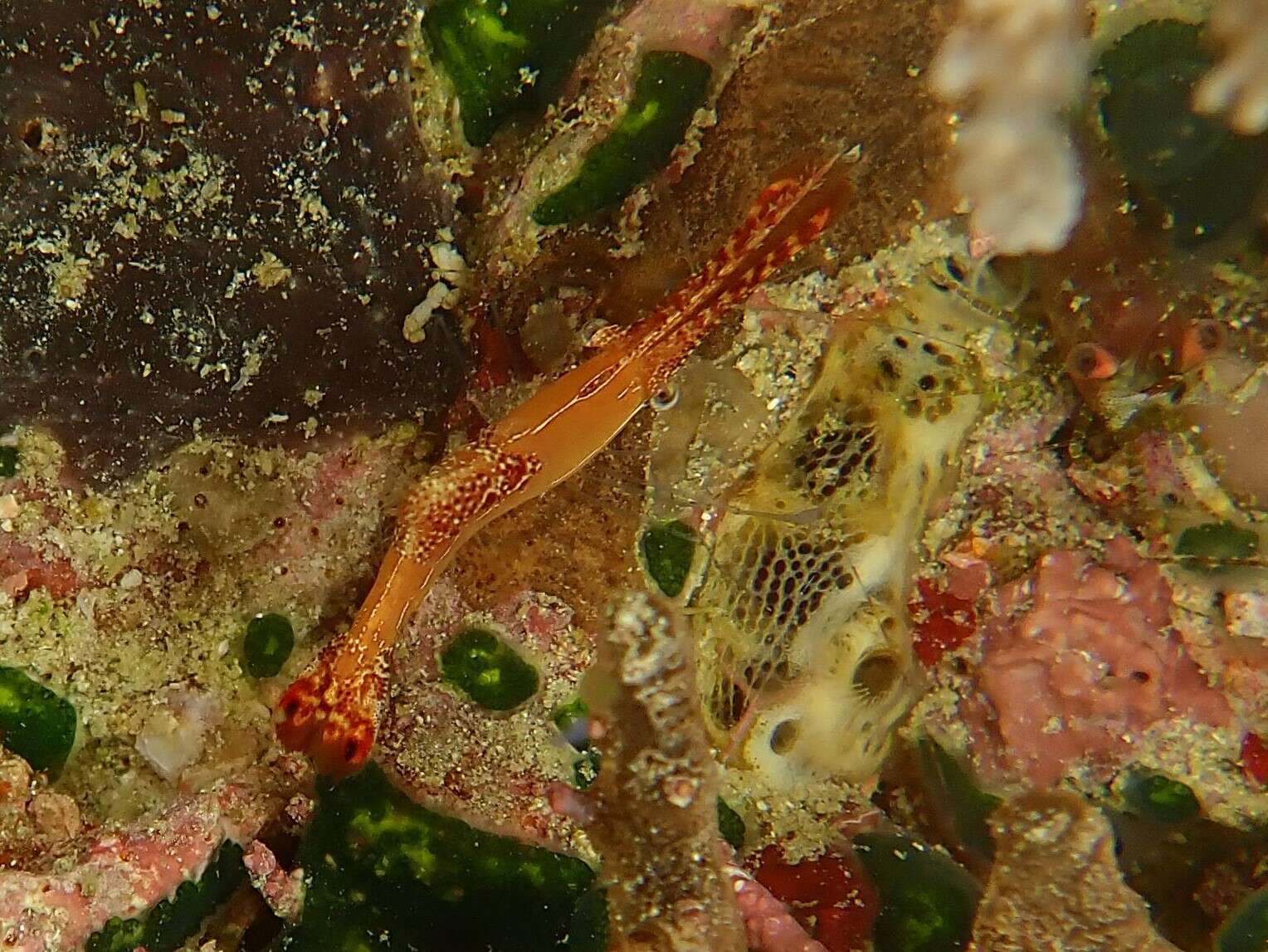 Image de Leander plumosus Bruce 1994