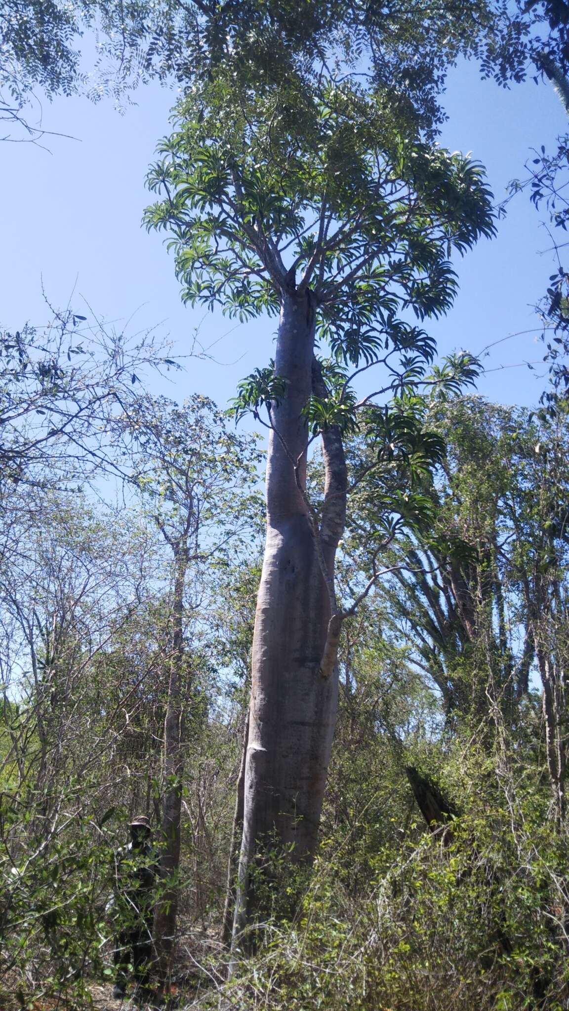 Image of Pachypodium geayi Costantin & Bois