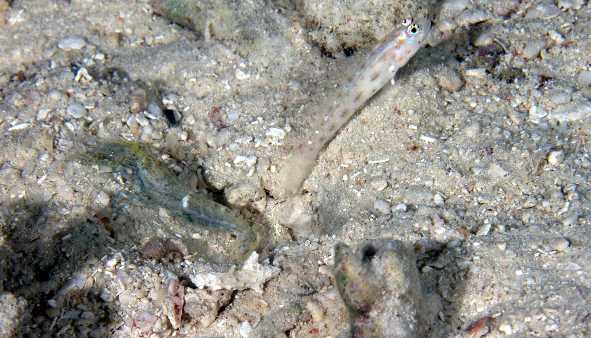 Image of Prawn-goby prawngoby shrimp-goby