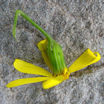 Plancia ëd Senecio leucanthemifolius subsp. caucasicus (DC.) Greuter