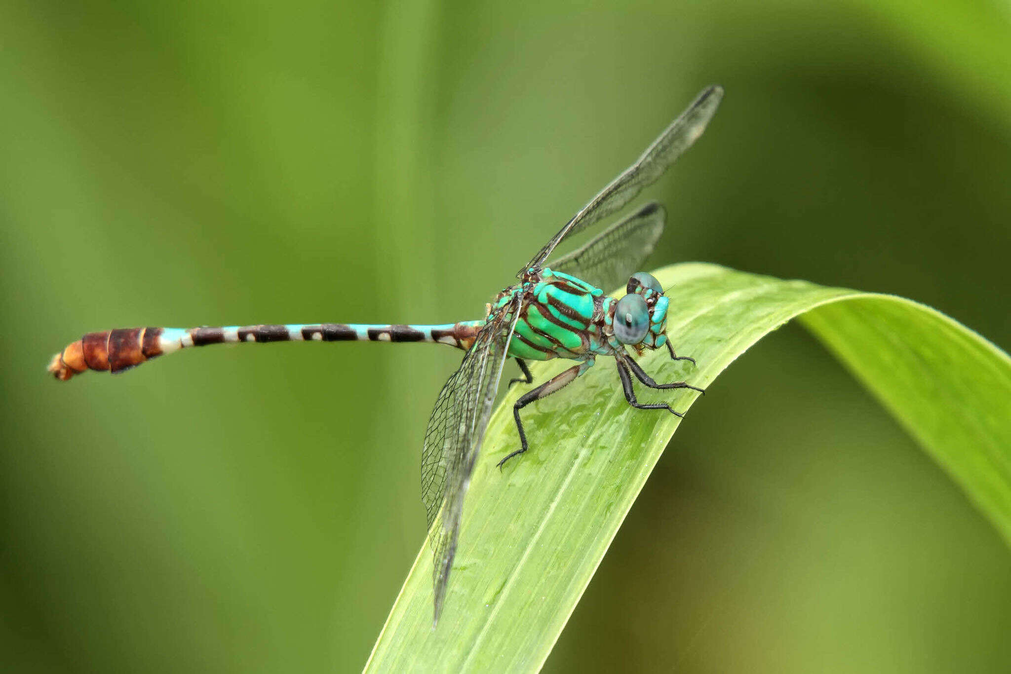 Image of Blue-faced Ringtail