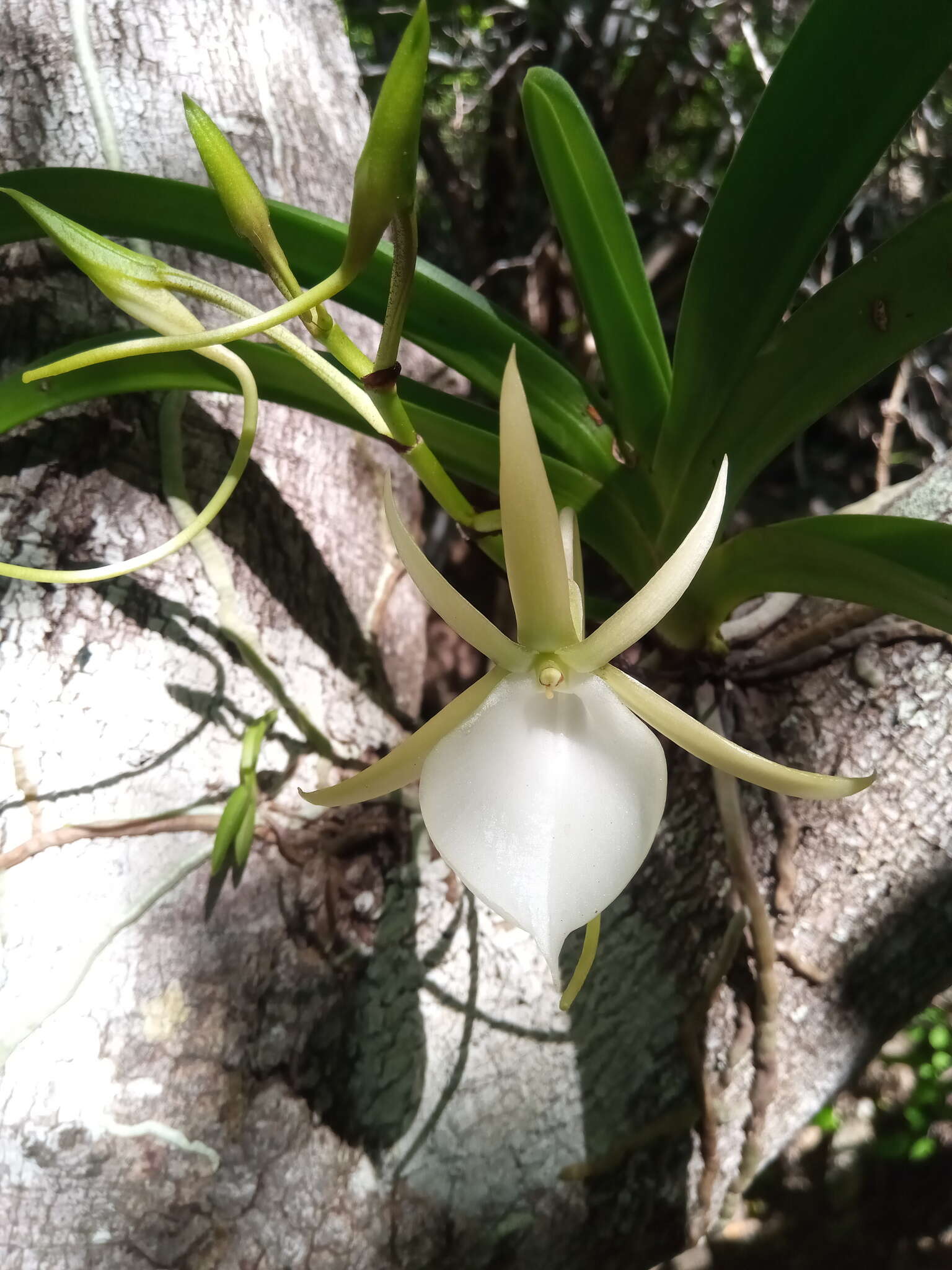 Image de Angraecum praestans Schltr.