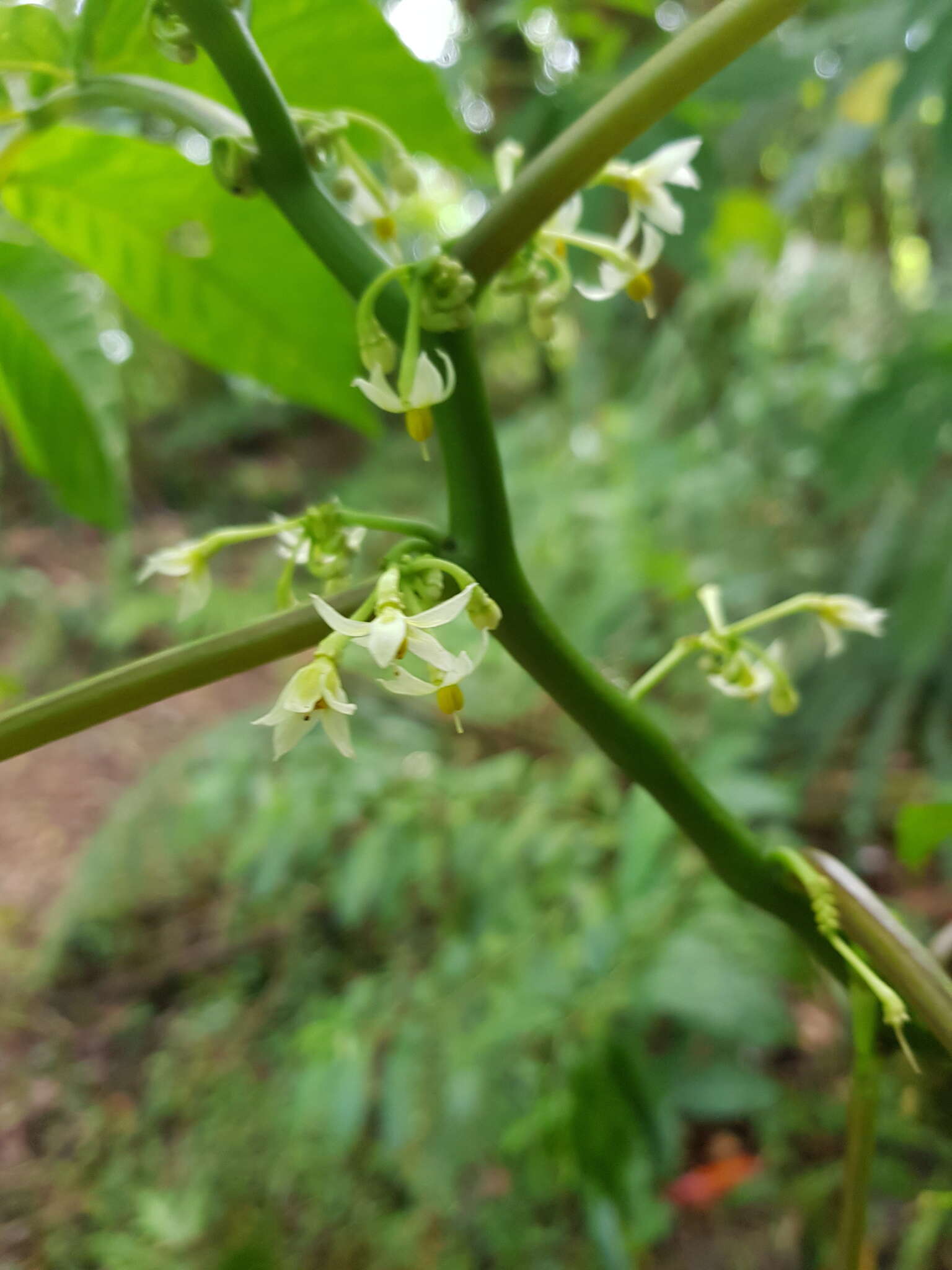 صورة Solanum trizygum Bitter