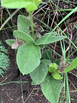 Image de Eriosema ellipticifolium Schinz