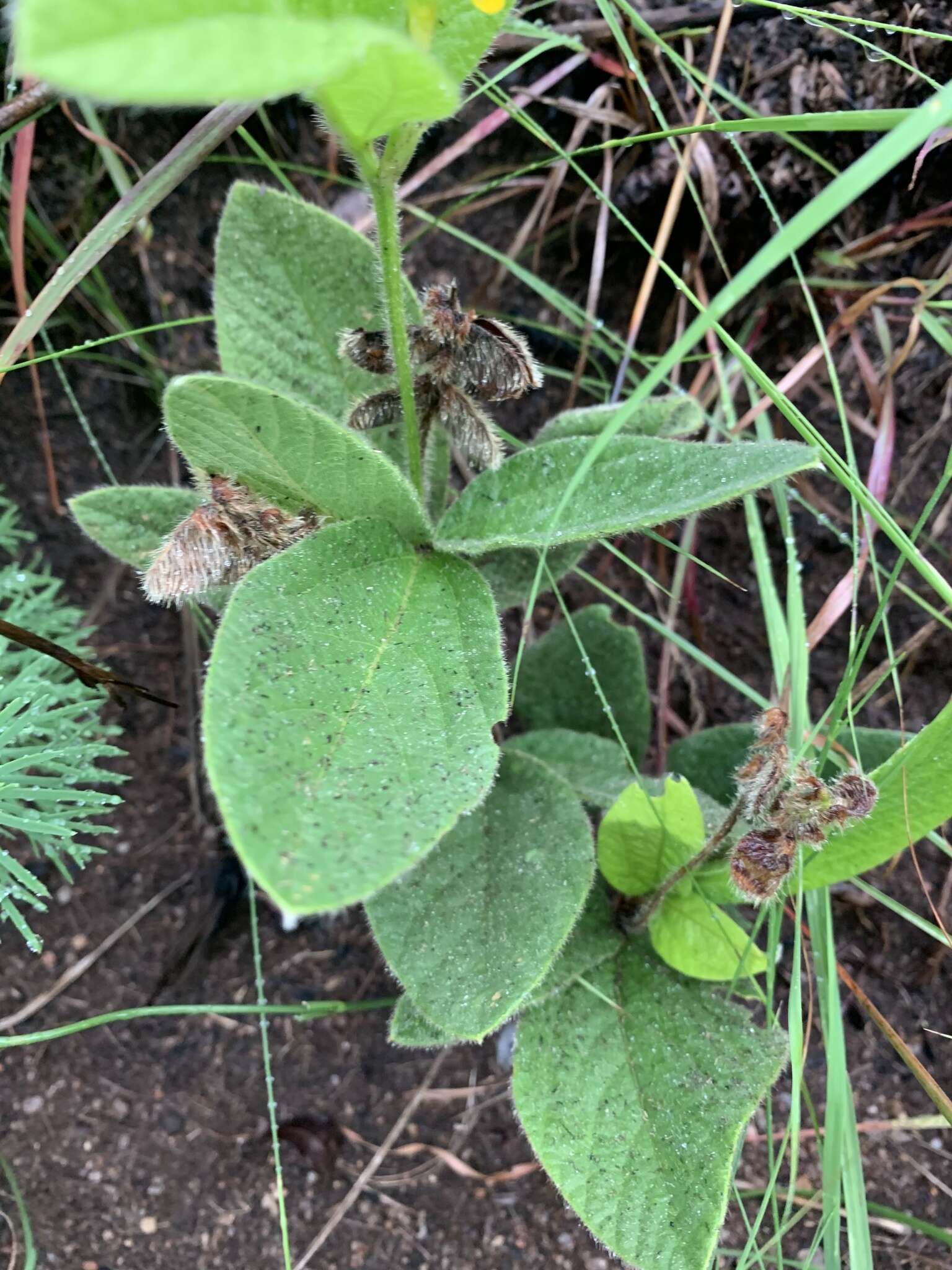 Image of Eriosema ellipticifolium Schinz